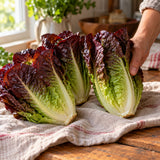 Truchas Mini Romaine Lettuce Seeds harvest up close