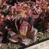Truchas Mini Romaine Lettuce plants in the garden