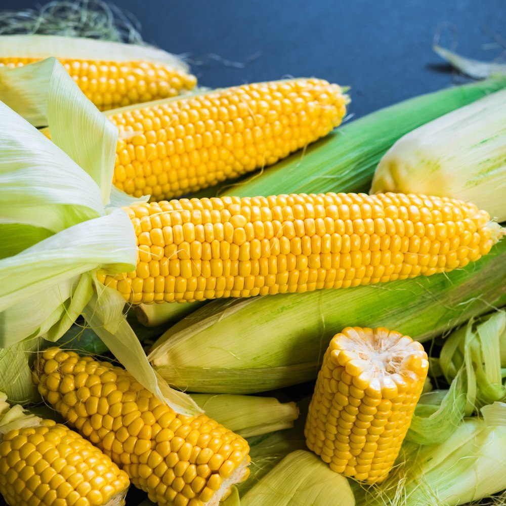 True Gold Tender Sweet Corn plants in the garden