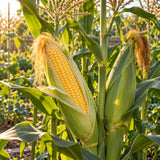 True Gold Tender Sweet Corn Seeds growing in a home garden