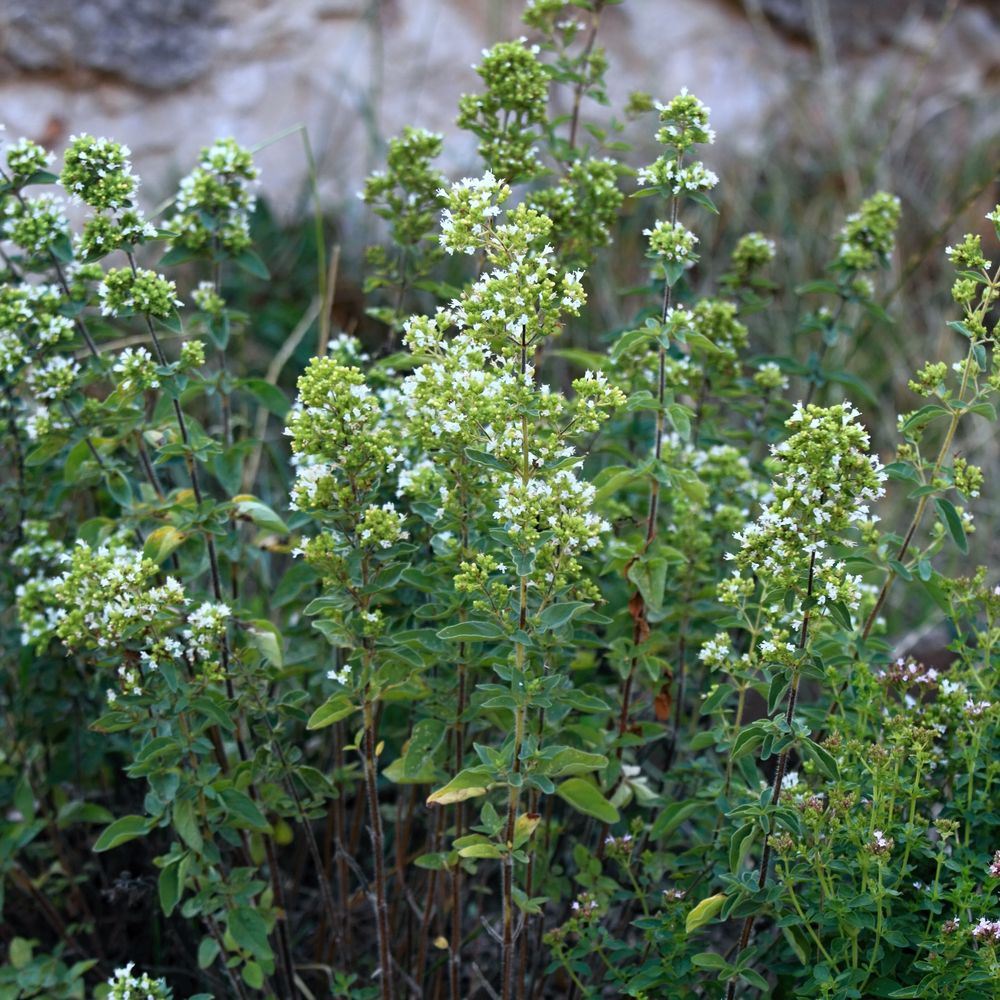 Greek Oregano Culinary Herb plants in the garden
