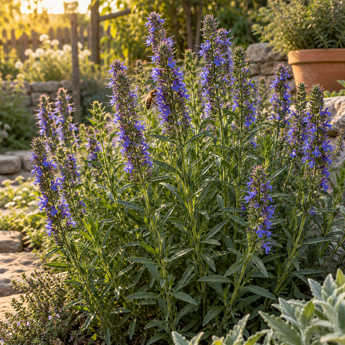 True Hyssop Herb Seeds growing in a home garden