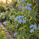 Tweedia Blue Milkweed Flower Seeds growing in a home garden