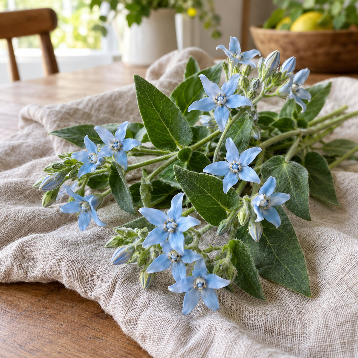 Tweedia Blue Milkweed Flower Seeds harvest up close