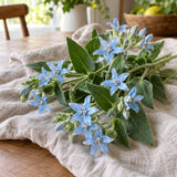 Tweedia Blue Milkweed Flower Seeds harvest up close