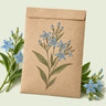 Kraft seed packet illustrated with Tweedia Blue Milkweed Flower, with fresh Tweedia Blue Milkweed Flower beside it