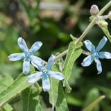 Tweedia Blue Milkweed Flower plants in the garden