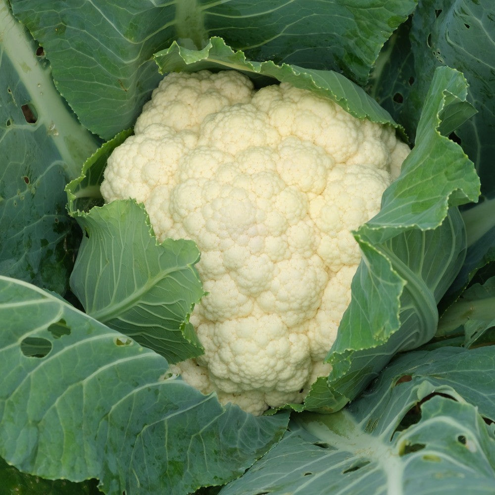 Product image of twister cauliflower seeds