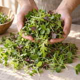 Umami Asian Microgreens Blend Seeds harvest up close