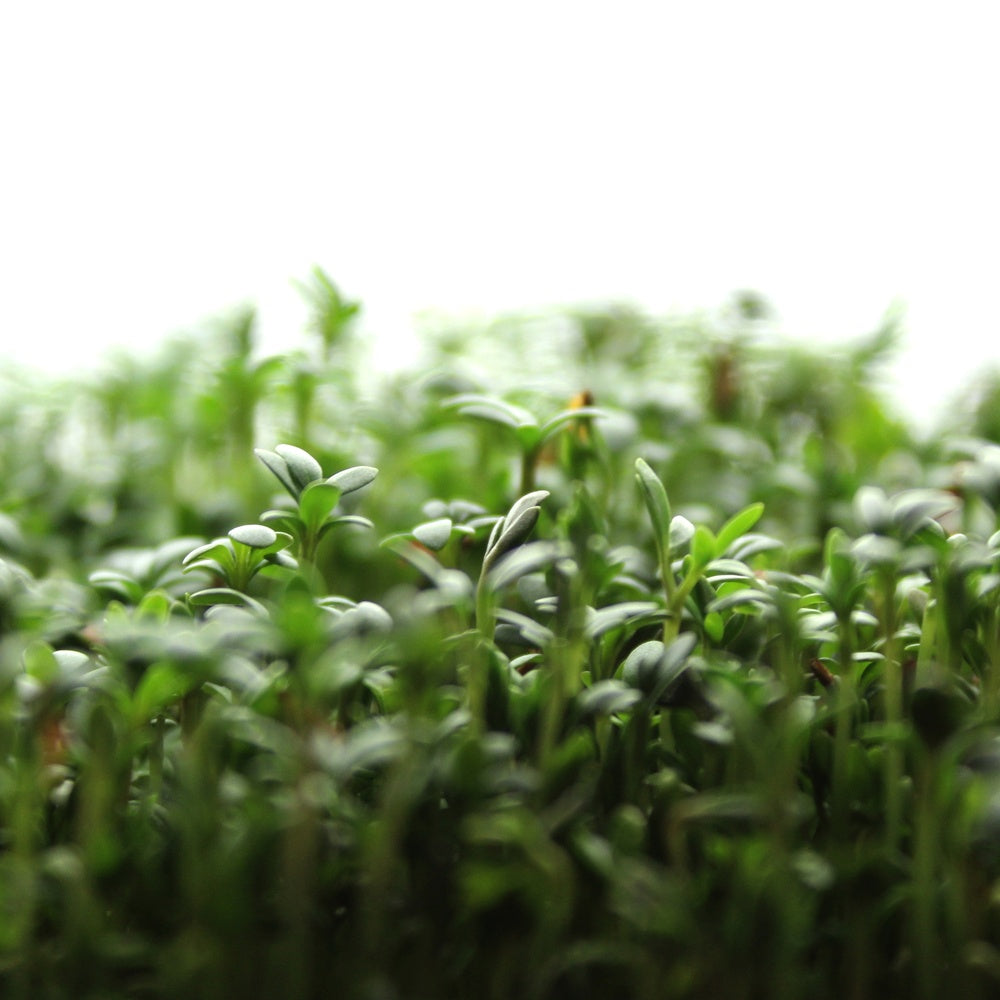 Upland Cress Spicy Microgreens plants in the garden