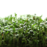 Upland Cress Spicy Microgreens plants in the garden