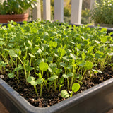 Upland Cress Spicy Microgreens Seeds growing in a home garden