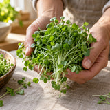 Upland Cress Spicy Microgreens Seeds harvest up close