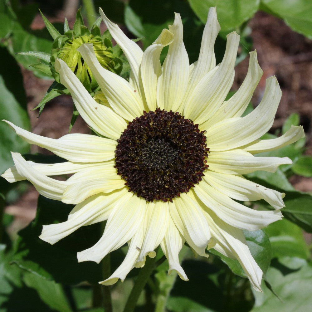 Vanilla Ice Pale Yellow Sunflower plants in the garden