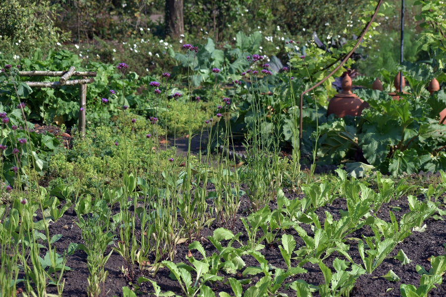 Hileras de verduras en el huerto de un patio trasero