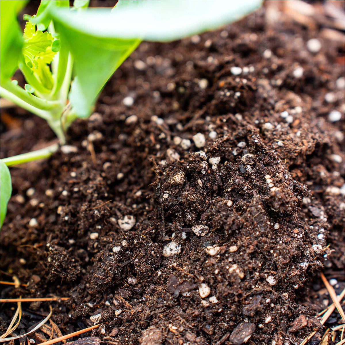 Product photo of container potting mix