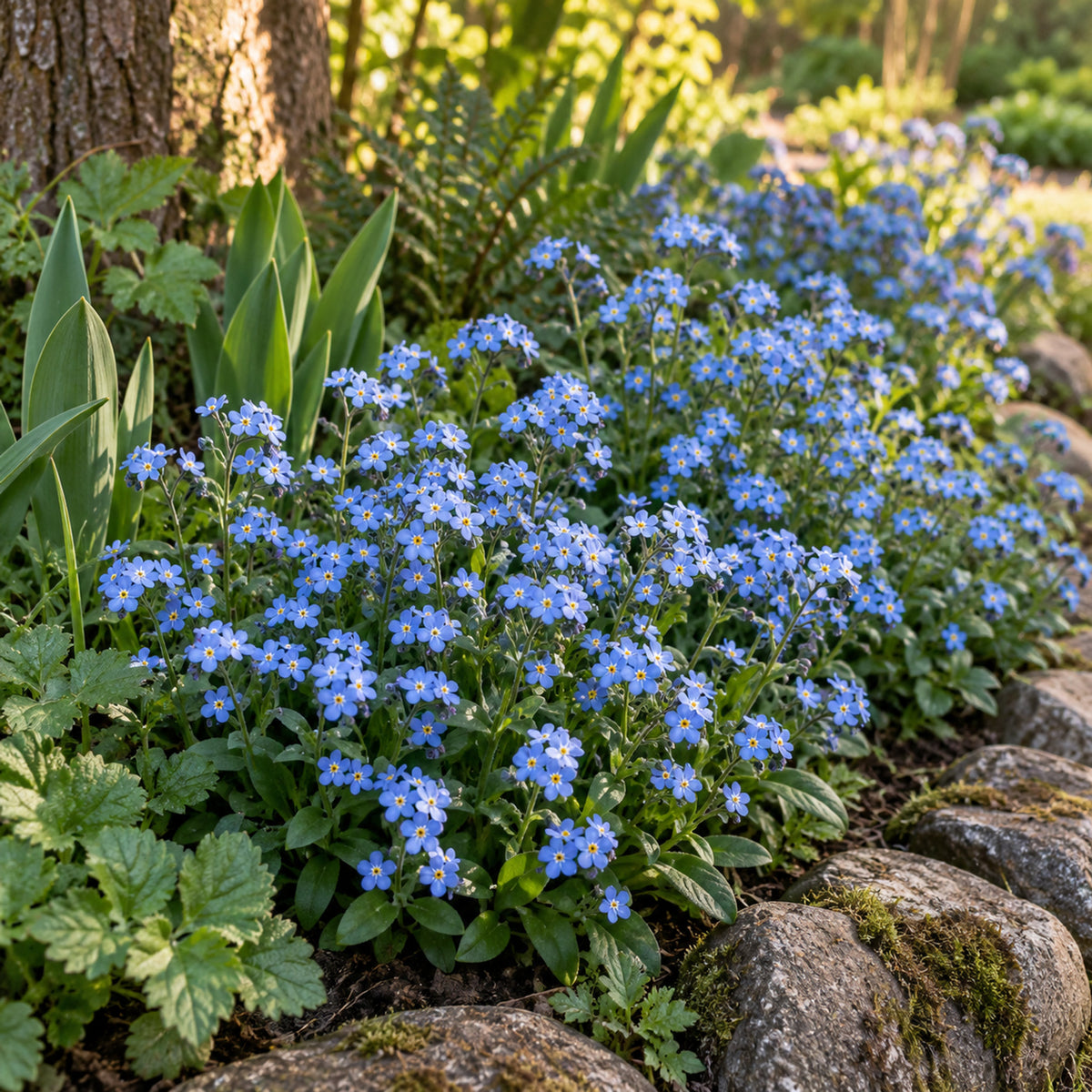 Victoria Blue Forget Me Not Seeds growing in a home garden