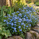 Victoria Blue Forget Me Not Seeds growing in a home garden