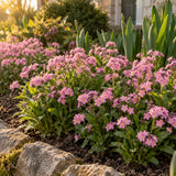 Victoria Pink Forget Me Not Seeds growing in a home garden