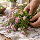 Victoria Pink Forget Me Not Seeds harvest up close