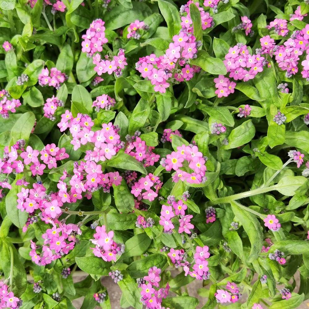 Victoria Pink Forget Me Not plants in the garden