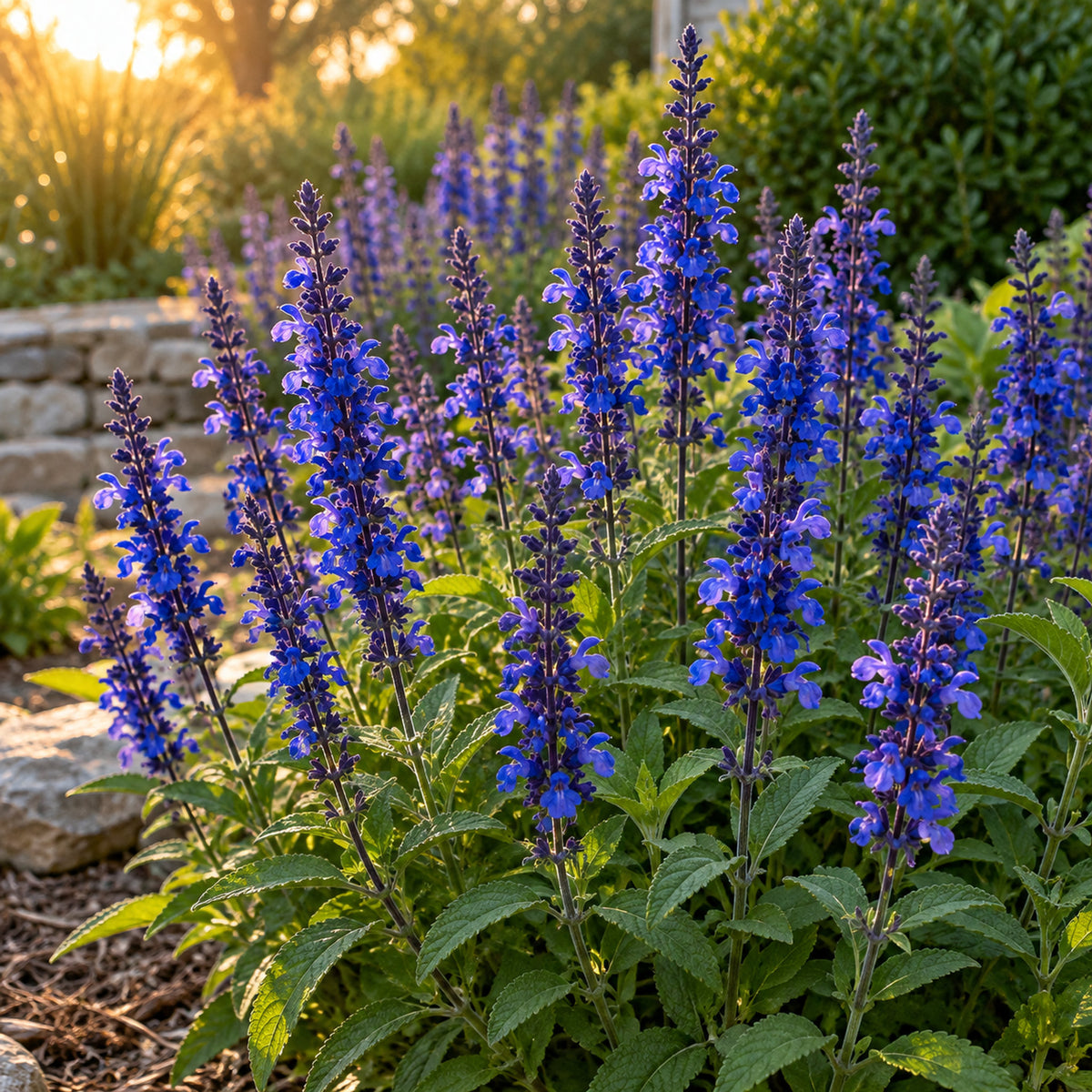 Violet Queen Salvia Flower Seeds growing in a home garden