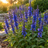 Violet Queen Salvia Flower Seeds growing in a home garden