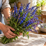 Violet Queen Salvia Flower Seeds harvest up close