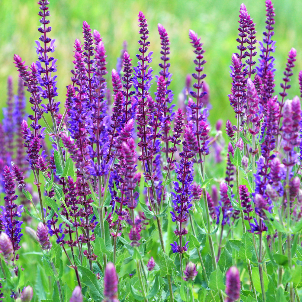 Violet Queen Salvia Flower plants in the garden
