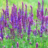 Violet Queen Salvia Flower plants in the garden
