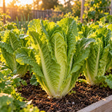 Vivian Crisp Romaine Lettuce Seeds growing in a home garden
