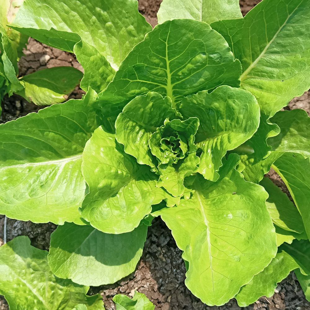 Vivian Crisp Romaine Lettuce plants in the garden