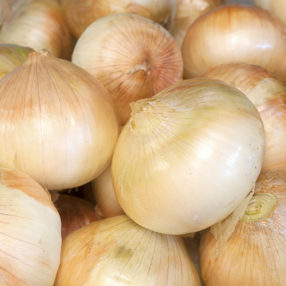 Walla Walla Sweet Onion plants in the garden