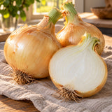 Walla Walla Sweet Onion Seeds harvest up close