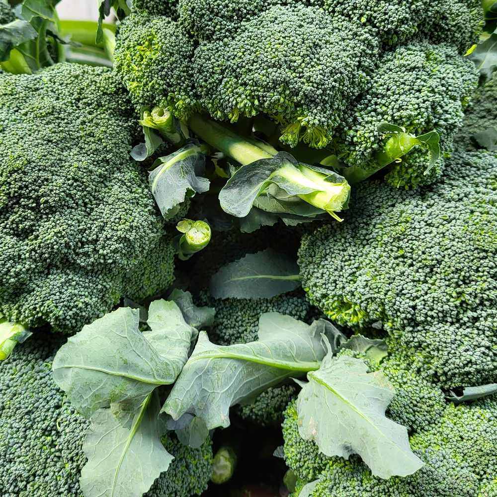 Waltham 29 Cold Hardy Broccoli plants in the garden
