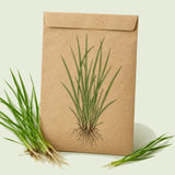 Kraft seed packet illustrated with Water Grass, with fresh Water Grass beside it