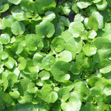 Watercress Greens plants in the garden