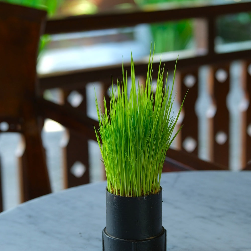 Product image of wheatgrass seeds