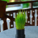 Product image of wheatgrass seeds
