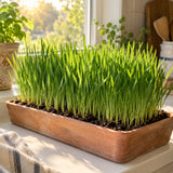 Wheatgrass Seeds growing in a home garden