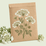 Kraft seed packet illustrated with White Finch Orlaya, with fresh White Finch Orlaya beside it