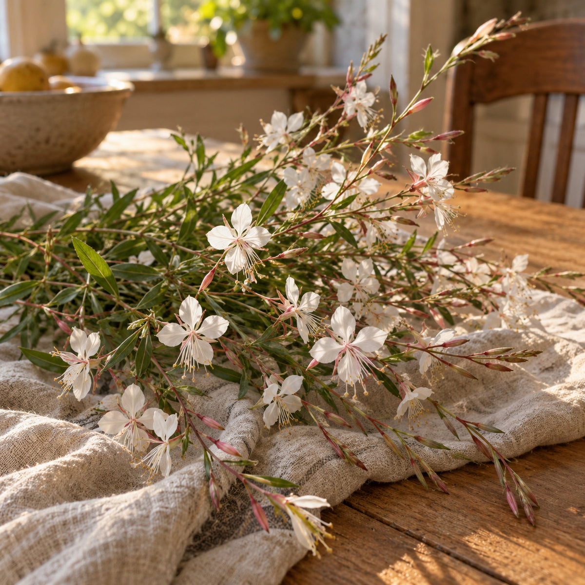 White Gaura Seeds harvest up close