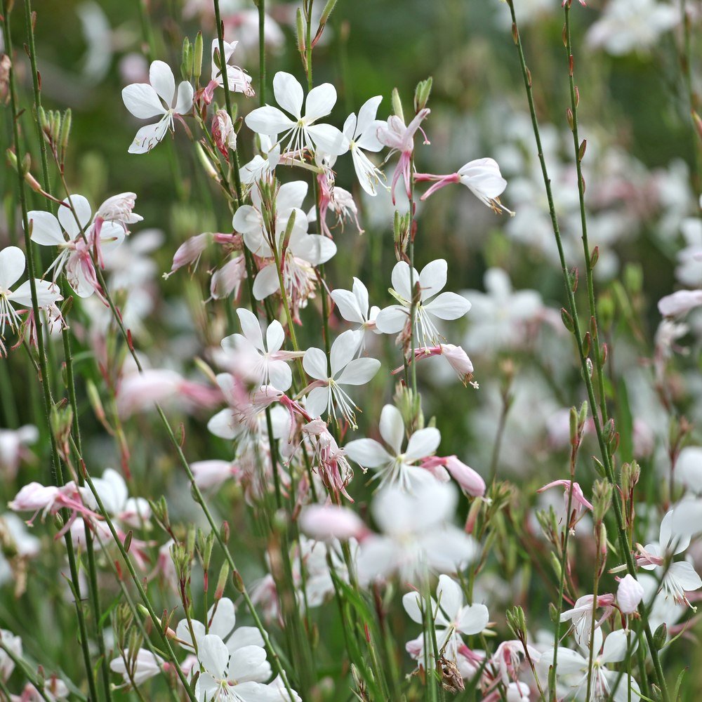 White Gaura seed packet