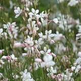 White Gaura seed packet