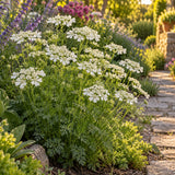 White Lace Orlaya Flower Seeds growing in a home garden