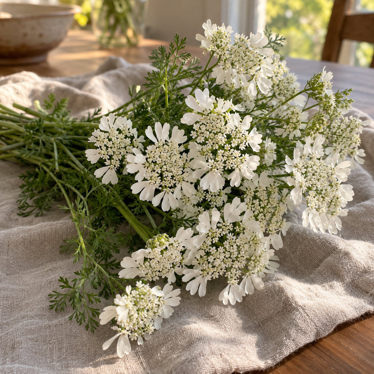 White Lace Orlaya Flower Seeds harvest up close