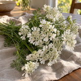 White Lace Orlaya Flower Seeds harvest up close