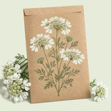 Kraft seed packet illustrated with White Lace Orlaya Flower, with fresh White Lace Orlaya Flower beside it