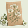 Kraft seed packet illustrated with White Lace Orlaya Flower, with fresh White Lace Orlaya Flower beside it