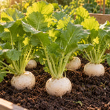 White Lady Salad Turnip Seeds growing in a home garden